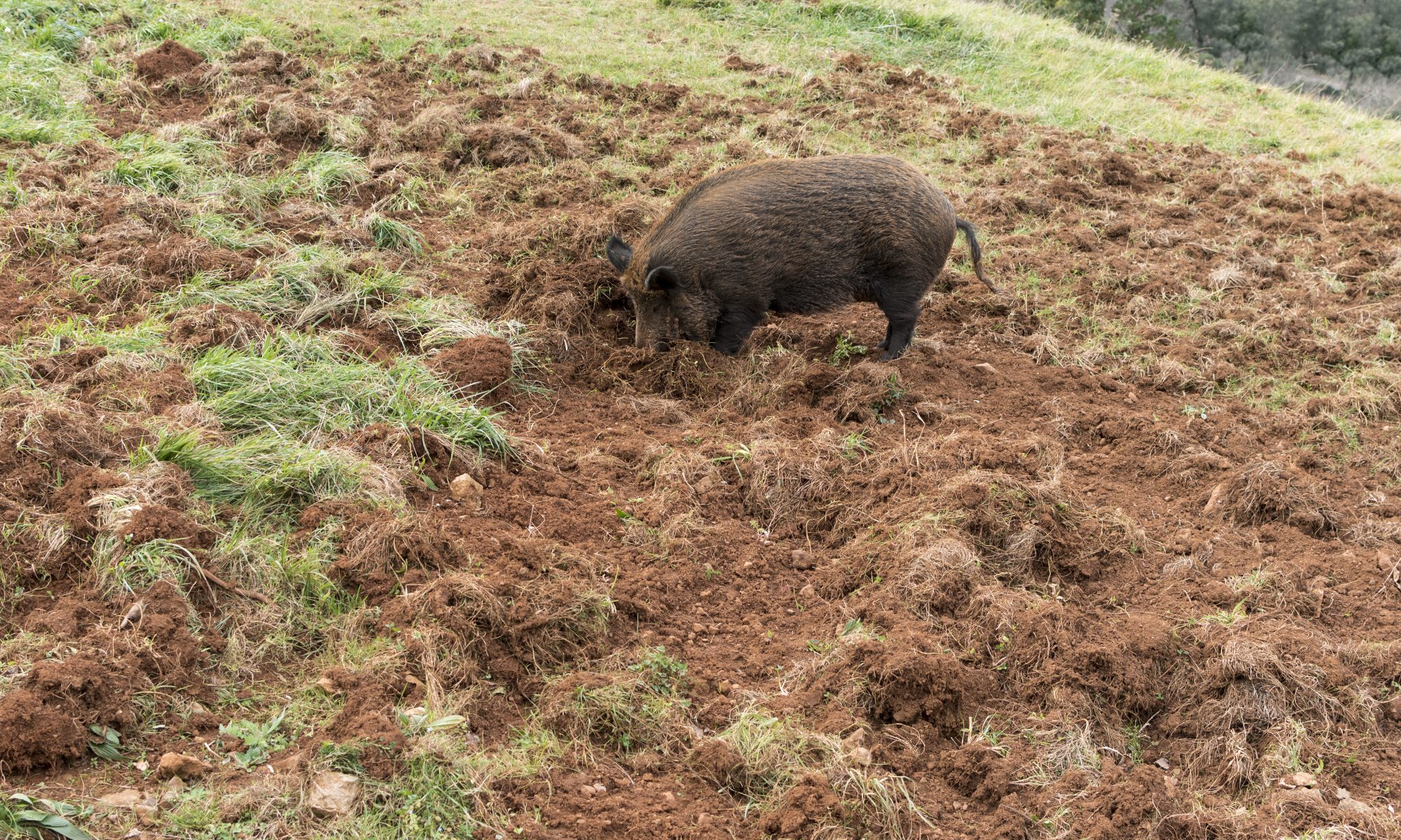 Cooloola Feral Pest Solutions